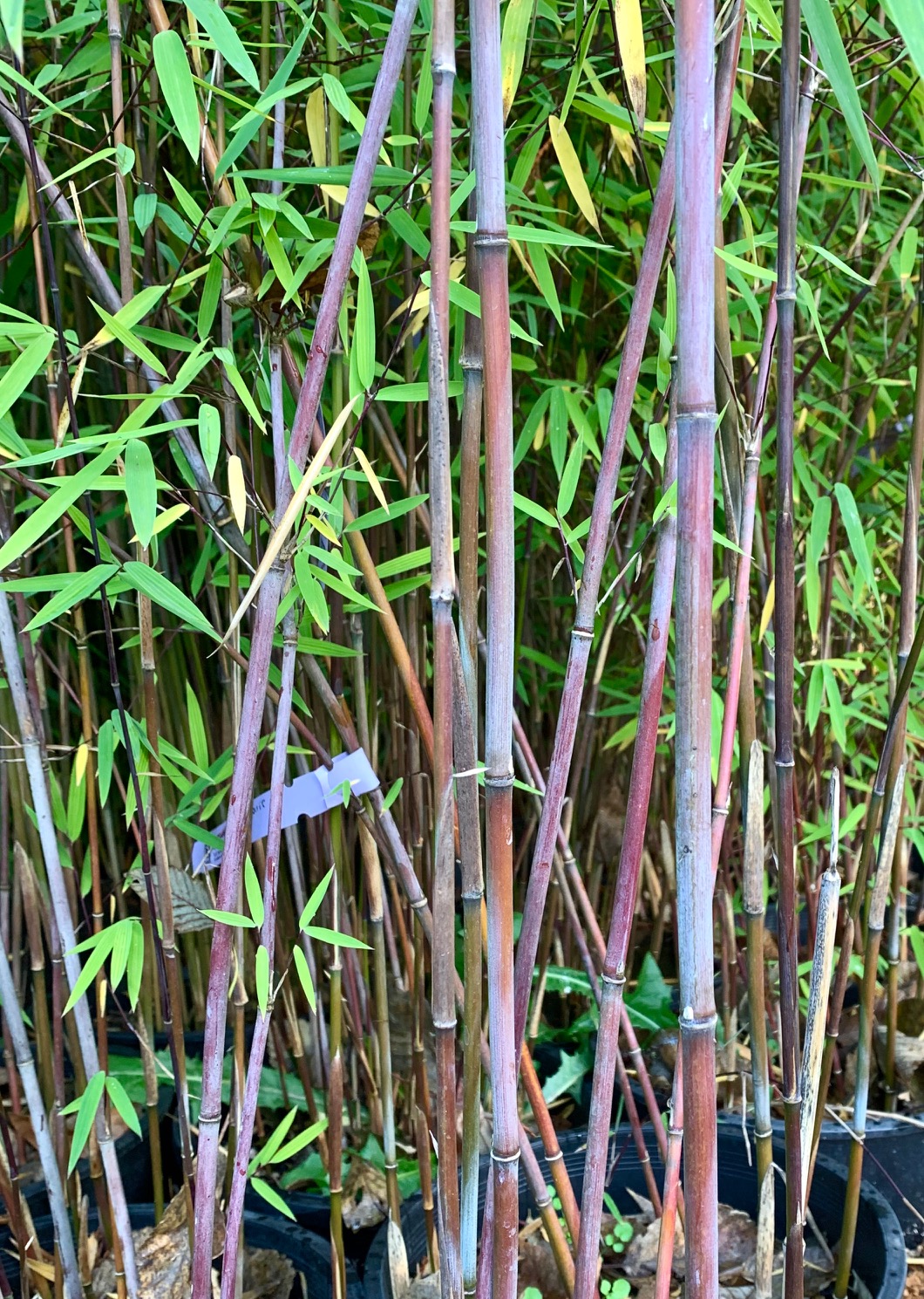 Fargesia sp. 'Jiuzhaigou IX' | Bamboo Garden